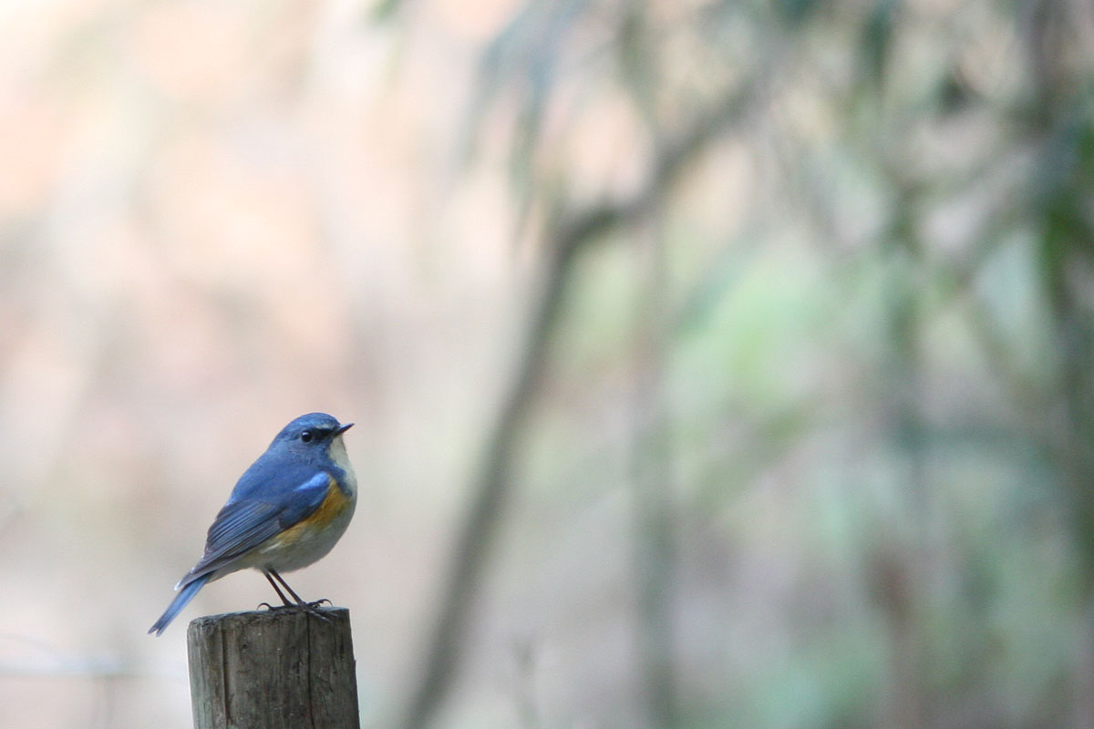 お正月は近くの谷戸山公園に行ってみました ここは木が高く、鳥見にはどうかな？と思っていたけど、ルリビタキやカケス、アカゲラなど多くの鳥を見ることが出来ました　１月１日～３日の記録です